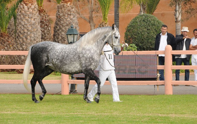 Le Maroc remporte le championnat international du cheval barbe.