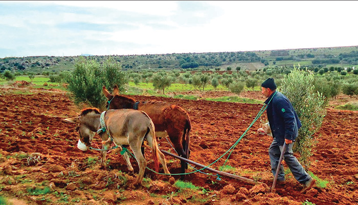 Maroc   La valeur ajout  e agricole en baisse  la croissance perd 1 8 point 